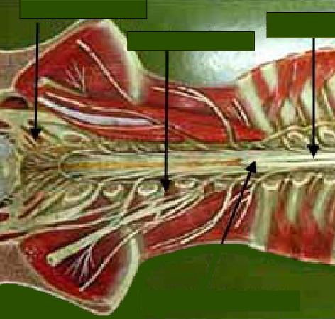 Lamina Marginalis Unit Two Resources
